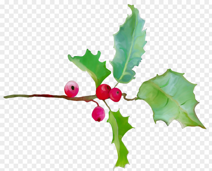 Currant Plane Holly PNG