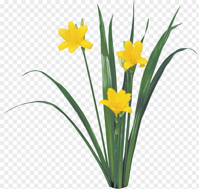 Flower Plant Yellow Narcissus Petal PNG