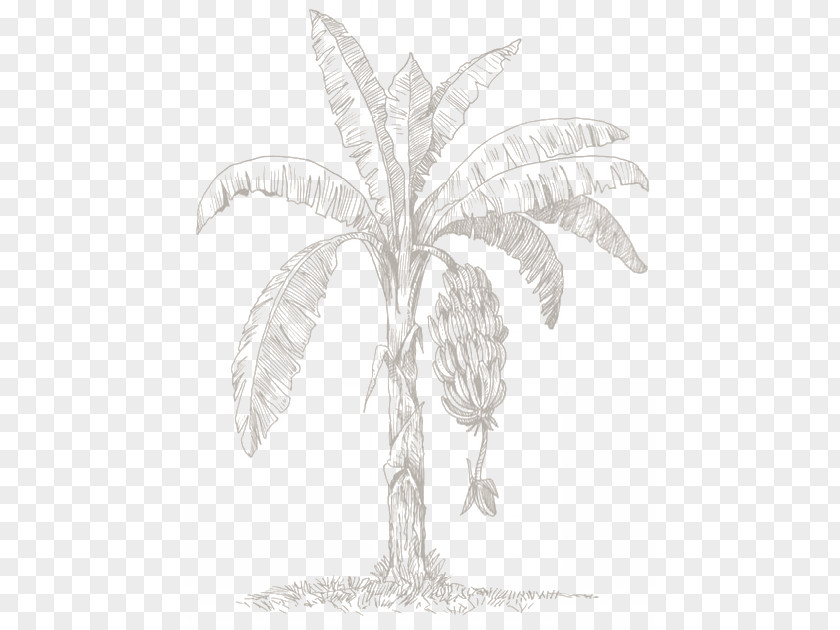 M Sketch Arecales LeafDominican Republic Exports Products Black & White PNG
