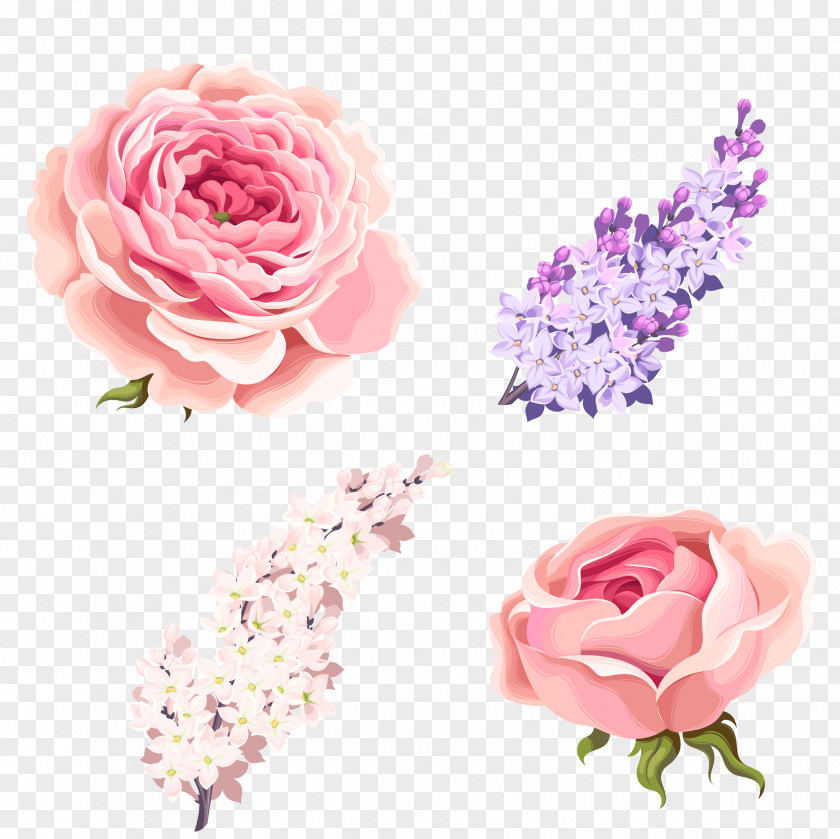 Rose,Pink Roses,Medicago Garden Roses Centifolia Beach Rose Pink PNG