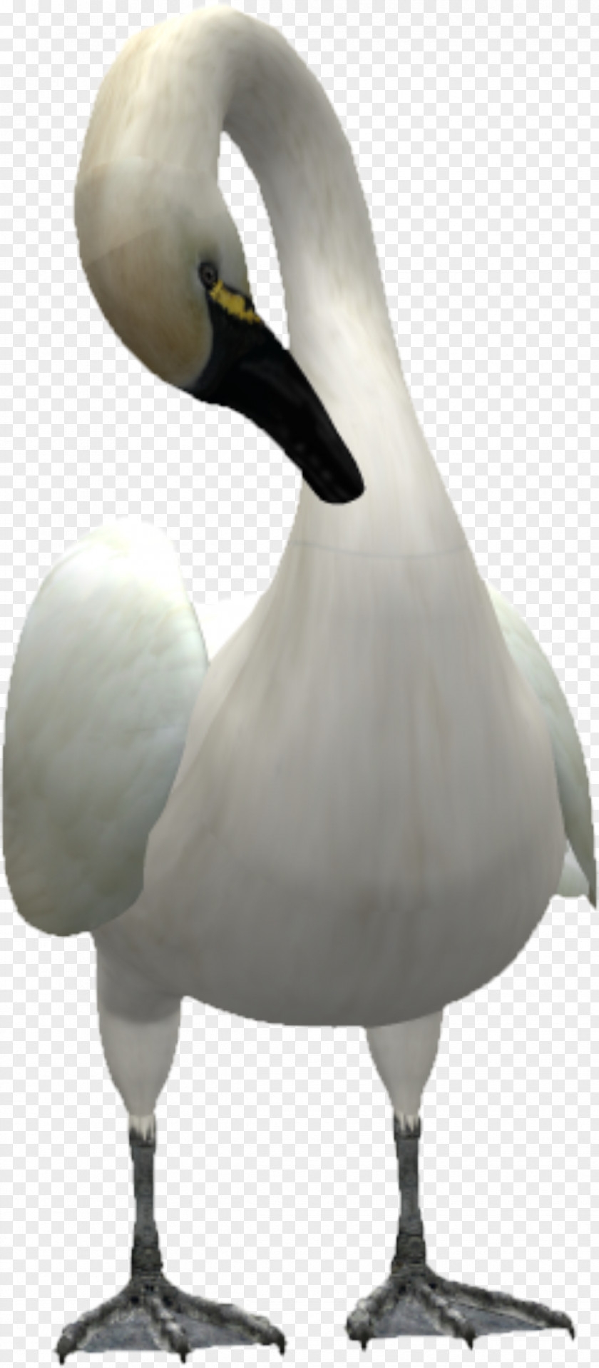 Beautiful Swan Cygnini Goose Bird Duck PNG