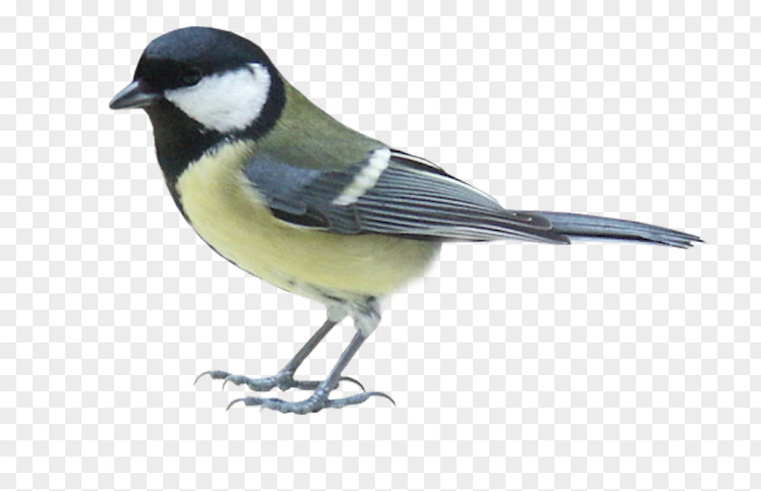 Bird Clip Art PNG