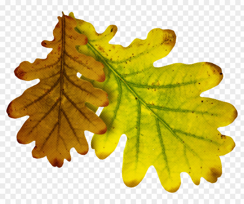 Leaf Tree Plant Yellow Flower PNG