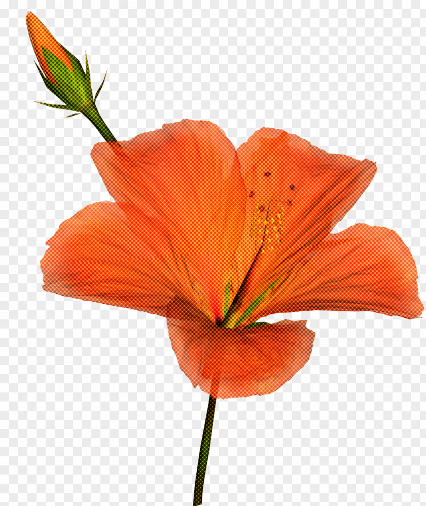 Orange PNG