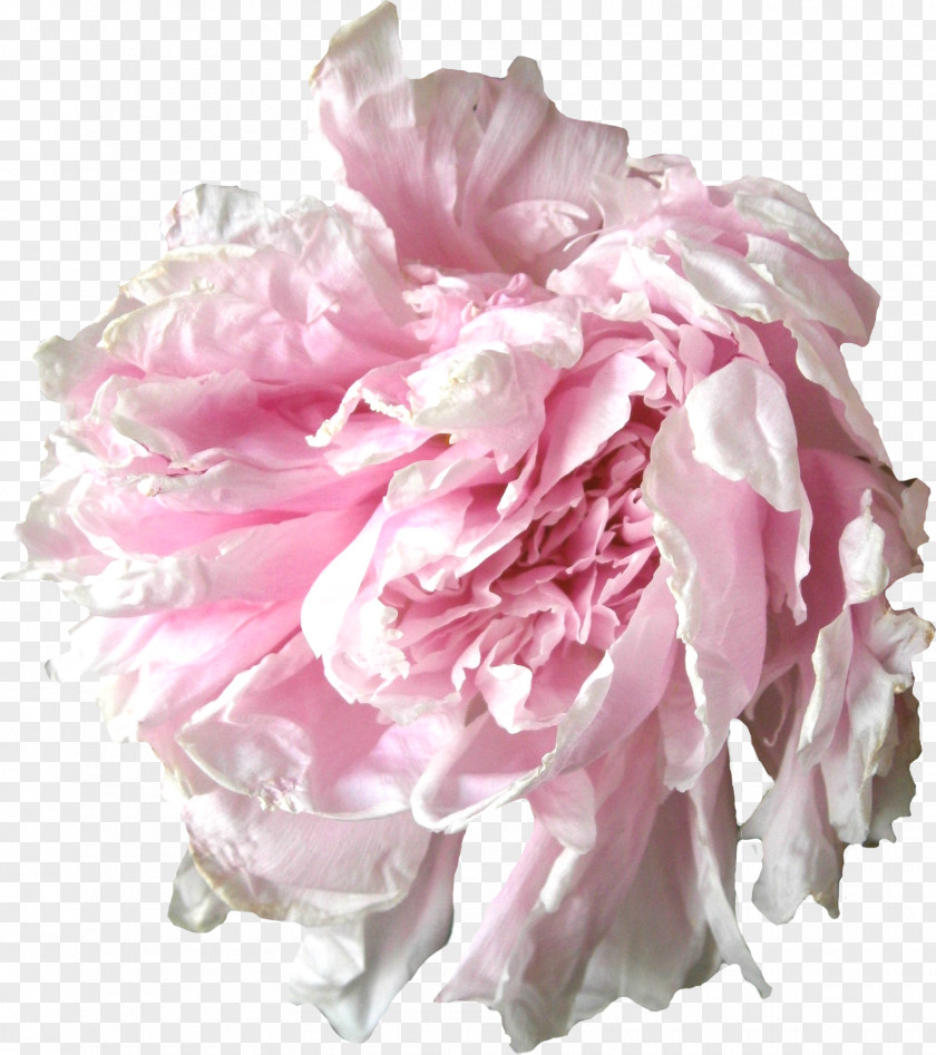 Peonies Peony Cut Flowers Garden Roses Floral Design PNG