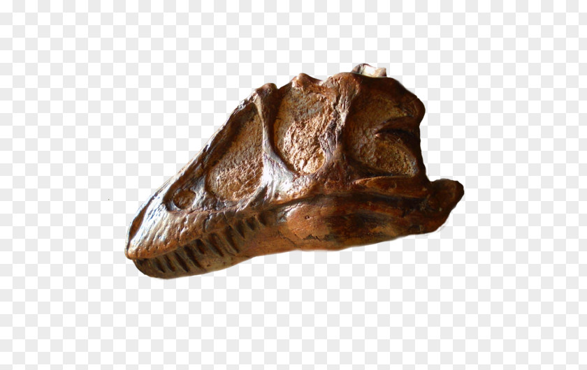 Dinosaur Prehistory Tyrannosaurus Reptile We Are Proud To Present A Presentation About The Herero Of Namibia, Formerly Known As Southwest Africa, From German Sudwestafrika, Between Years 1884–1915 PNG