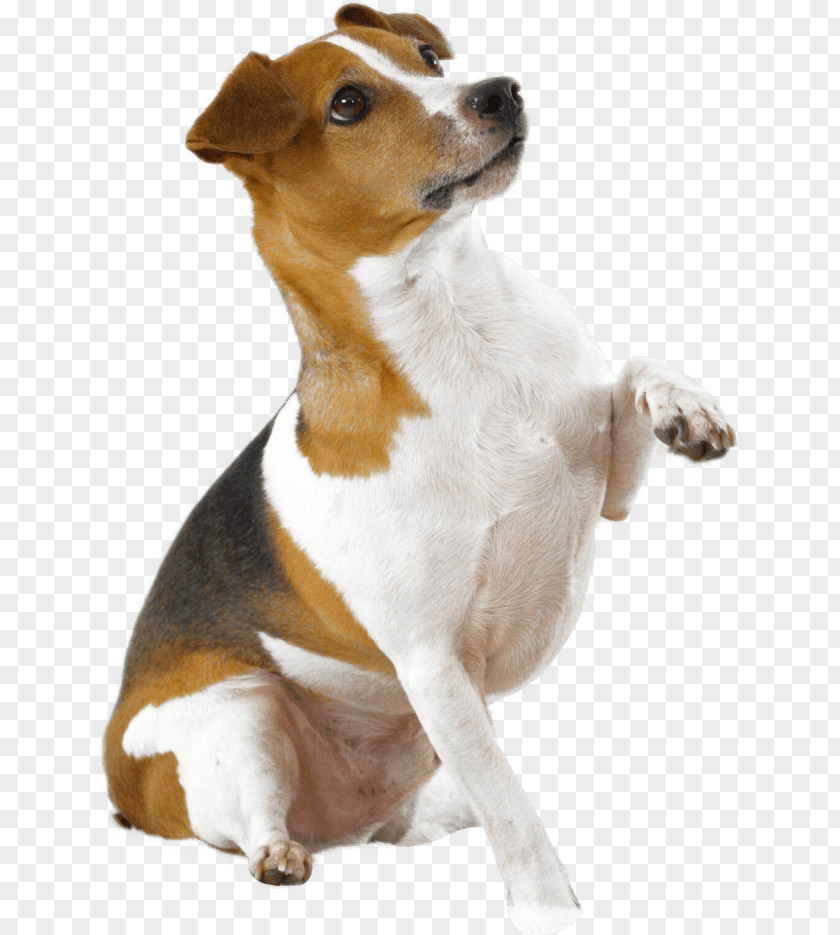 Dog Breed Jack Russell Terrier Parson Smooth Fox PNG