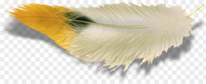 Feather Image Clip Art Photography PNG