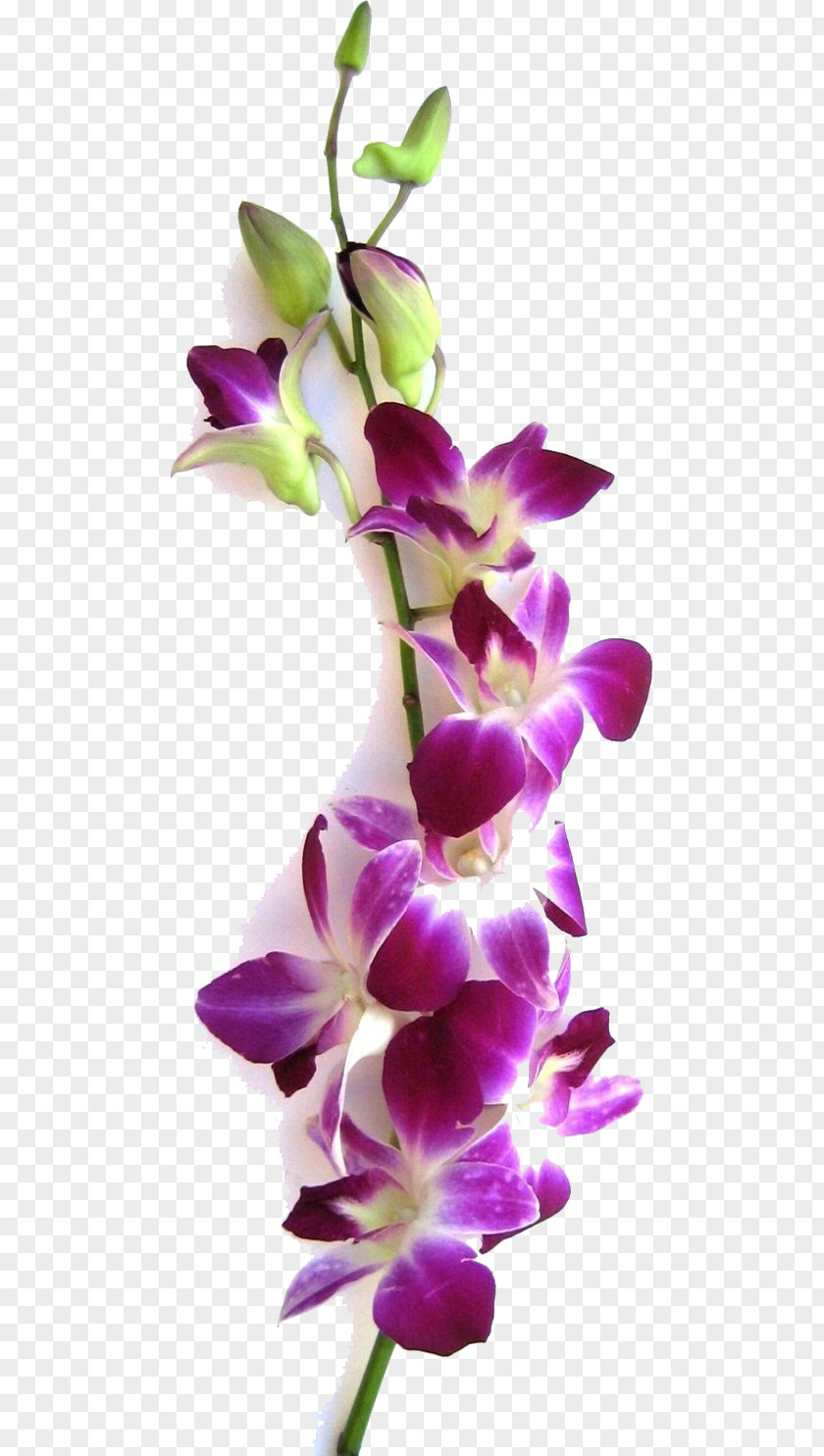 Flower Dendrobium Orchids Plant Stem PNG