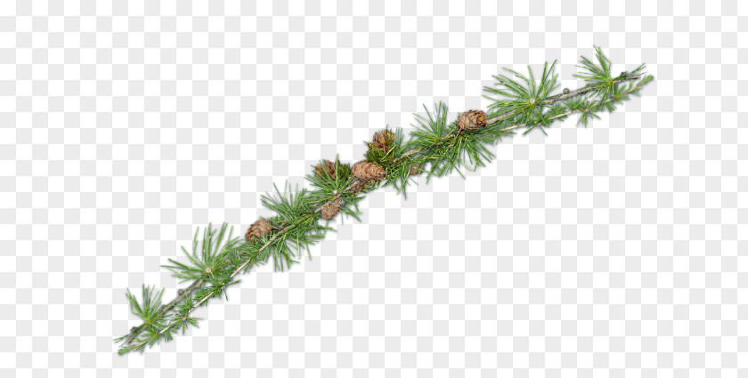 Follaje Spruce Fir Pine Larch Evergreen PNG