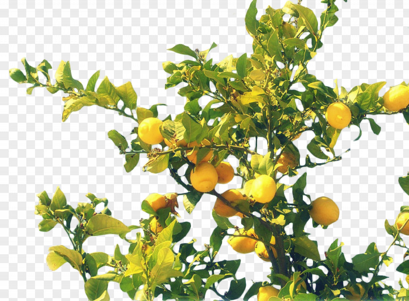 Lemon Tree Agios Ioannis, Pelion Rangpur Food Citrus Junos Bitter Orange PNG