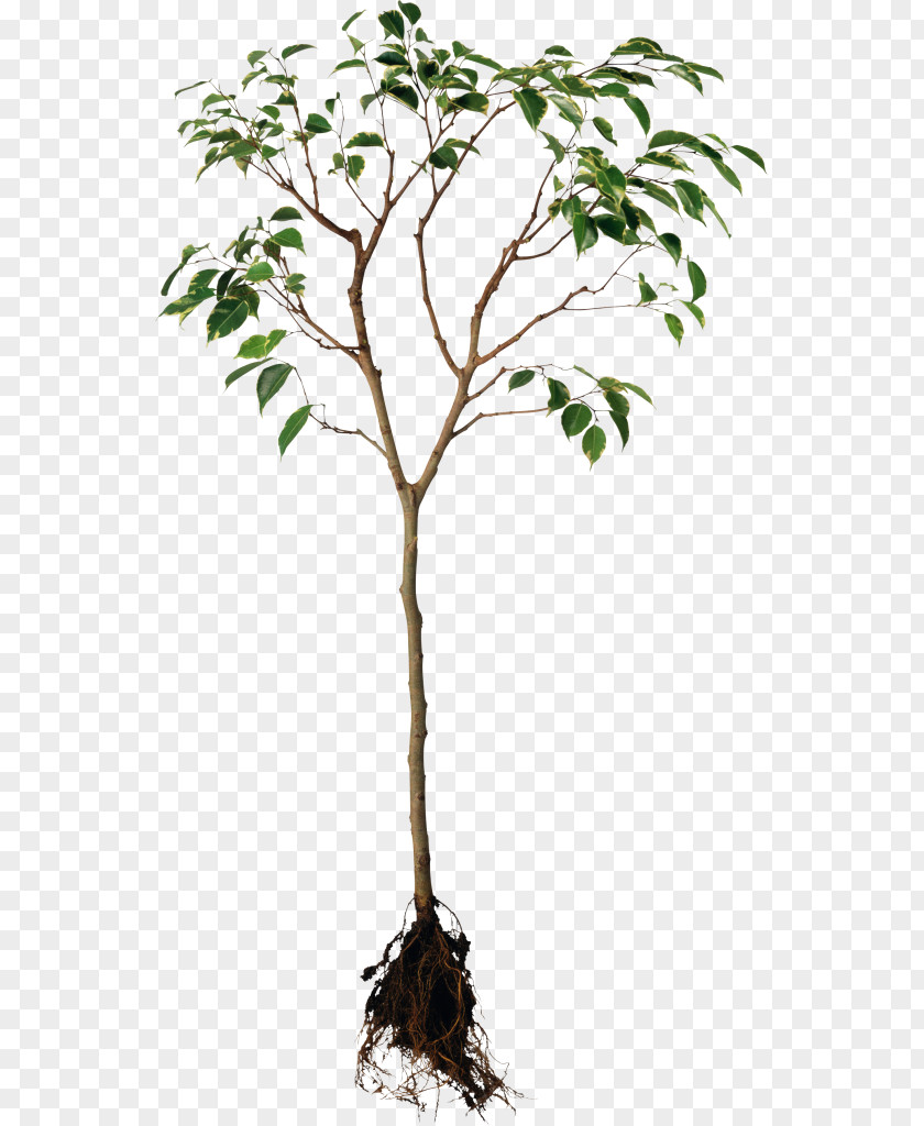 Plants Root System Tree PNG
