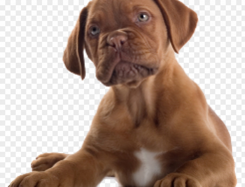 Puppy Dogue De Bordeaux Bulldog Great Dane Boxer PNG