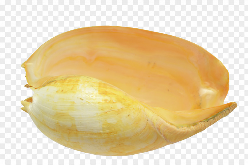 SEA SHELL Seashell Cockle Clam Sea Snail Veneroida PNG