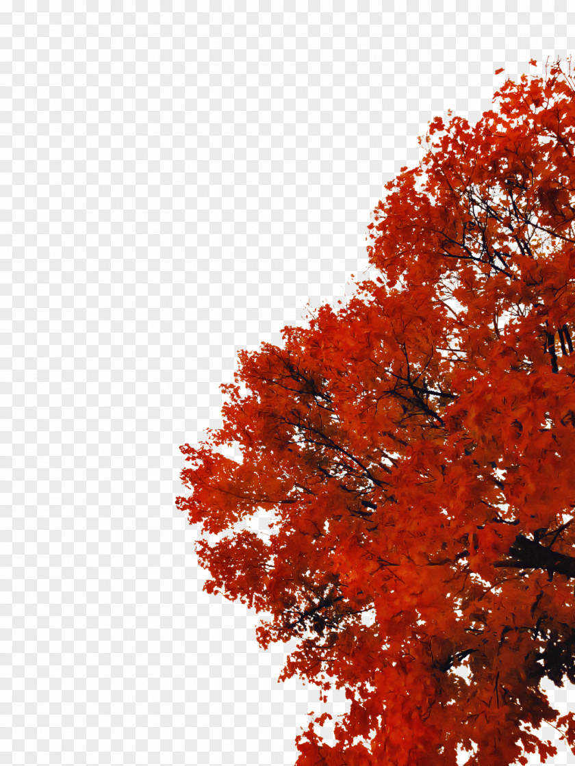 Tree Red Leaf Woody Plant Maple PNG