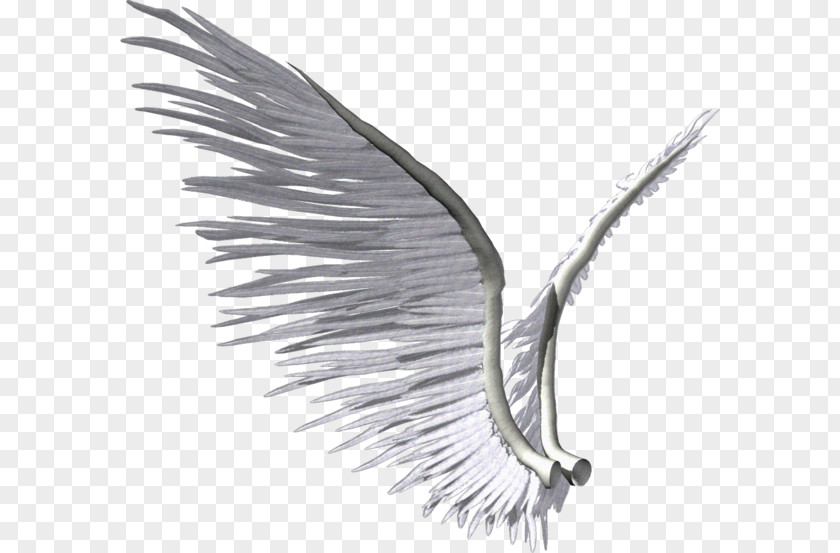 Wing Photography Clip Art PNG