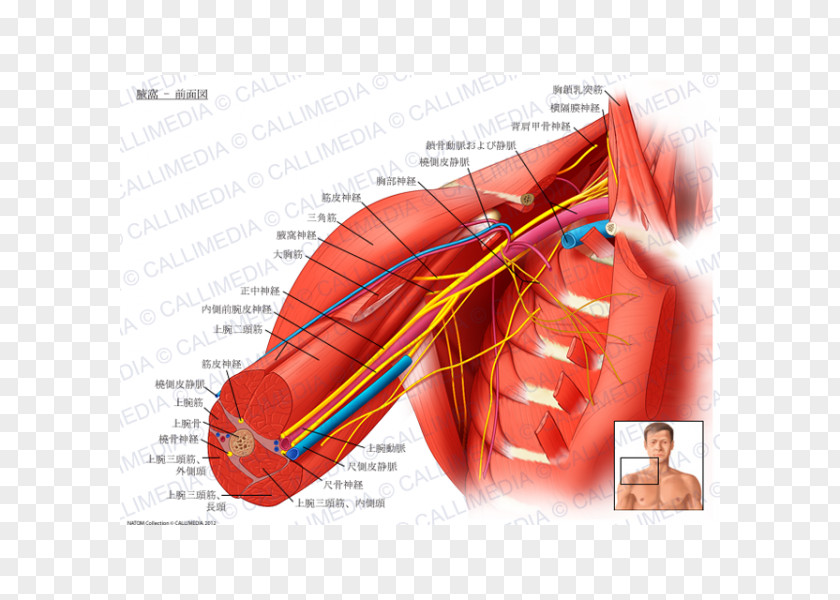 Fossa Axillary Nerve Artery PNG