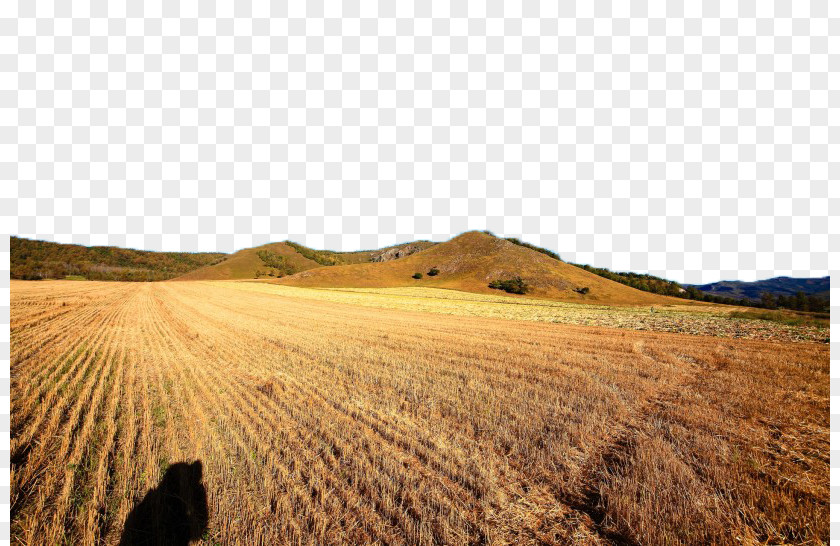 Golden Wheat Field View Quadruple Fukei Nature Photography Landscape PNG
