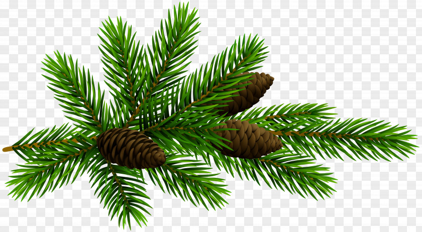 Pine Branches Buckle Clip Free Fir Conifer Cone Art PNG