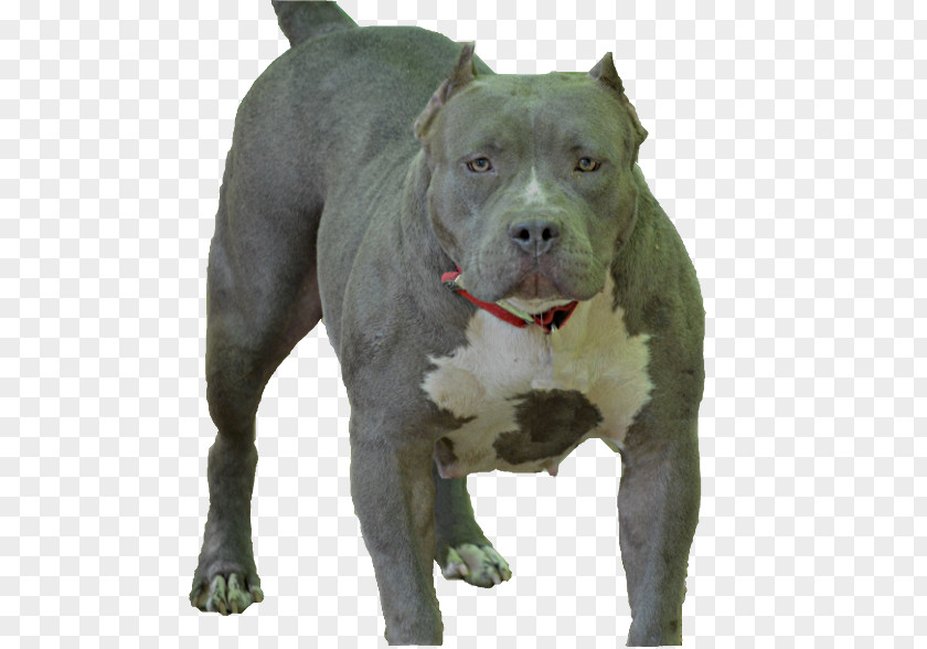 Pitbull Dog American Pit Bull Terrier Staffordshire Breed PNG
