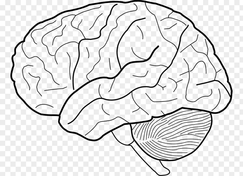 Brain Drawing Human Sketch PNG