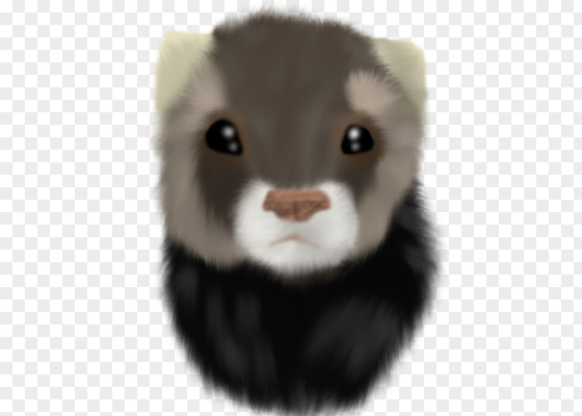 Ferret Fur Mink Whiskers Snout PNG