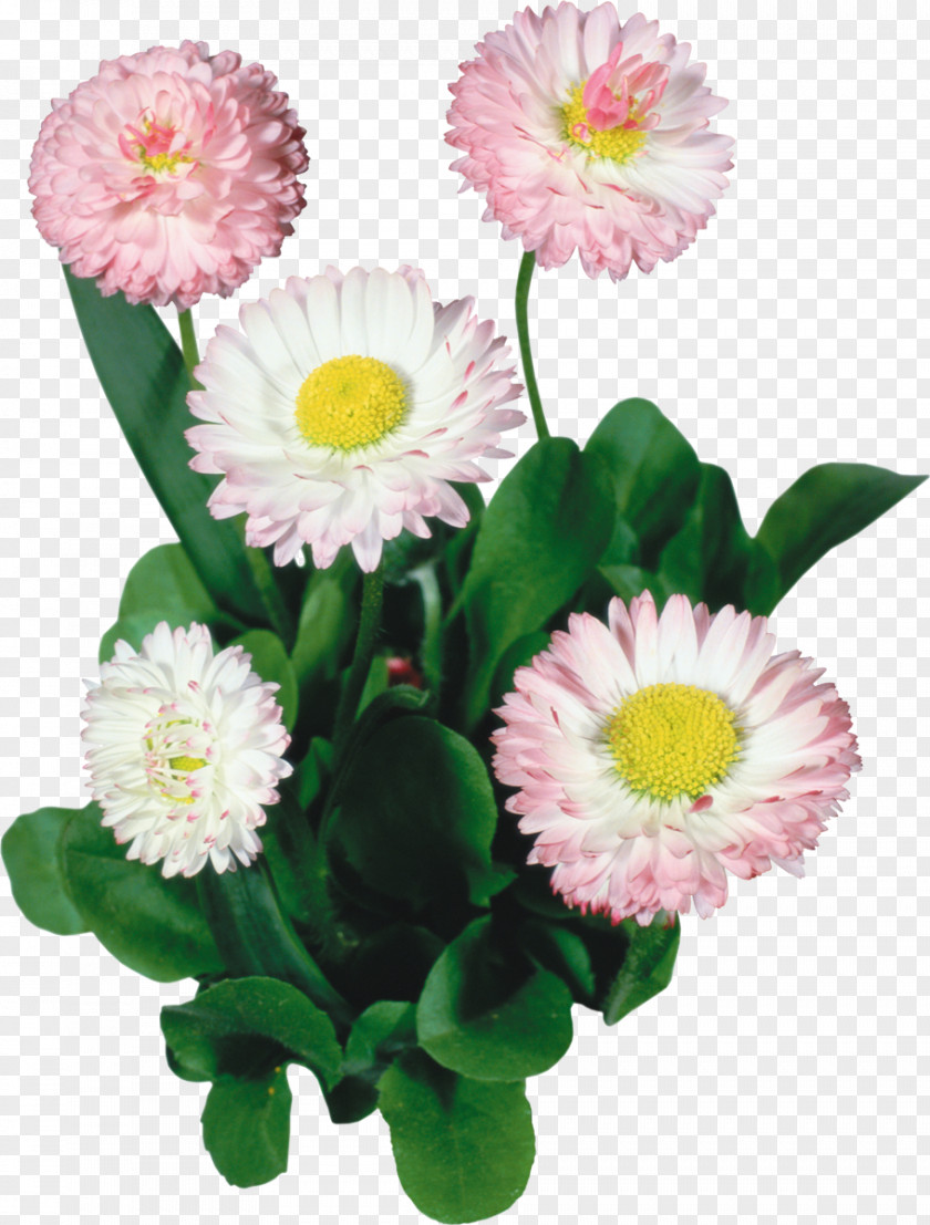 Flower Common Daisy Image Photography PNG