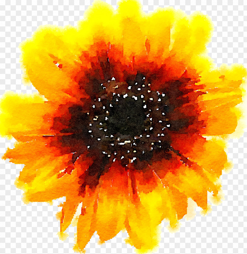 Yellow Sunflower Common PNG