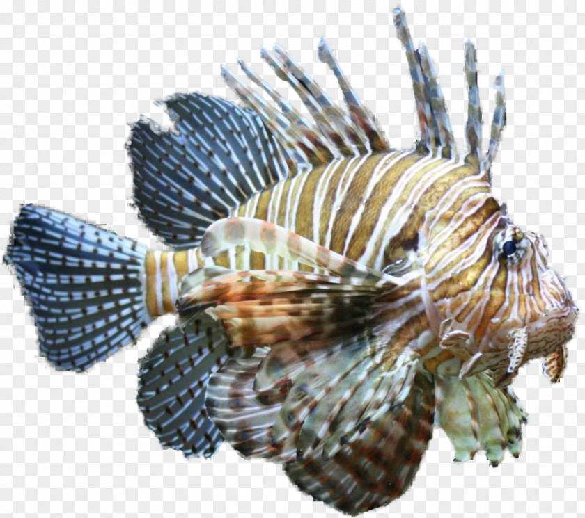Aquarium Fish Horse Lionfish Tropical Clip Art PNG