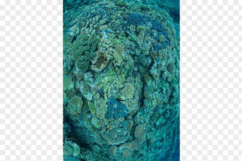 Coral Reef Osprey Ocean Acidification PNG