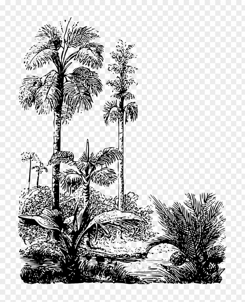 Jungle Backdrop Asian Palmyra Palm Drawing Arecaceae Pine /m/02csf PNG