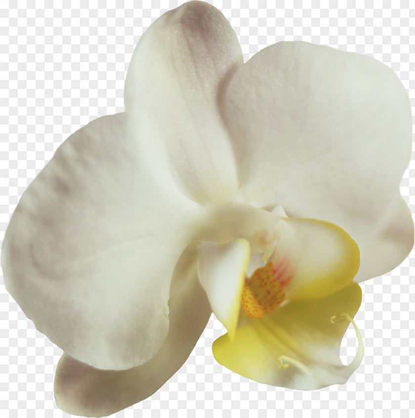 Orchids Moth Flower Petal Clip Art PNG