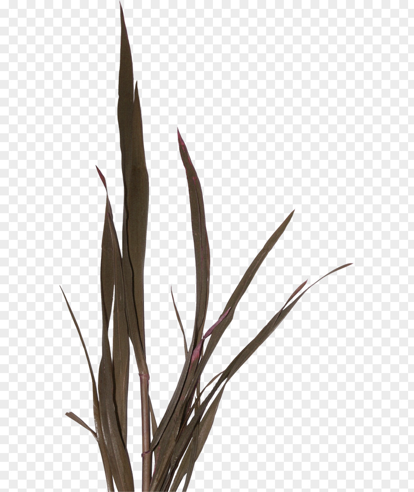 Brown Green Simple Grass Decoration Pattern Computer Graphics Clip Art PNG