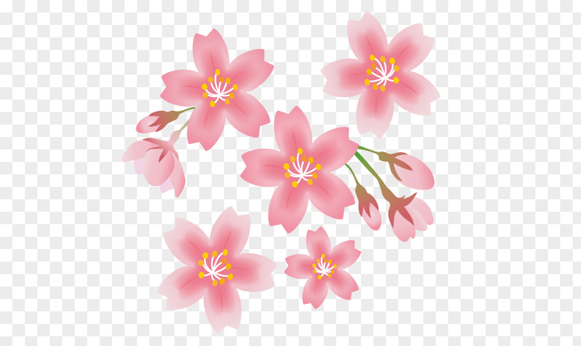 Cherry Blossom Flowers Clip Arts. PNG