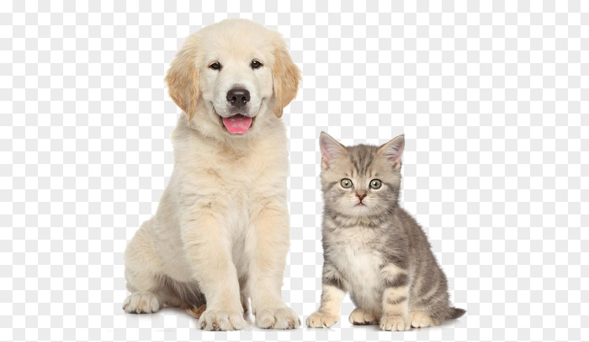 Cute Cats And Dogs Dogu2013cat Relationship Pet Sitting PNG