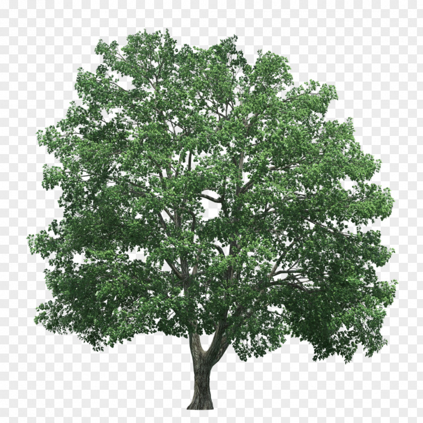 Lifelike Tree Rendering PNG