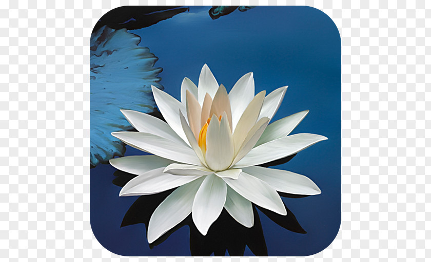 Lotus Buddha's Words Flower Inner Light Holistic Expo Lilium Petal Nelumbo Nucifera PNG
