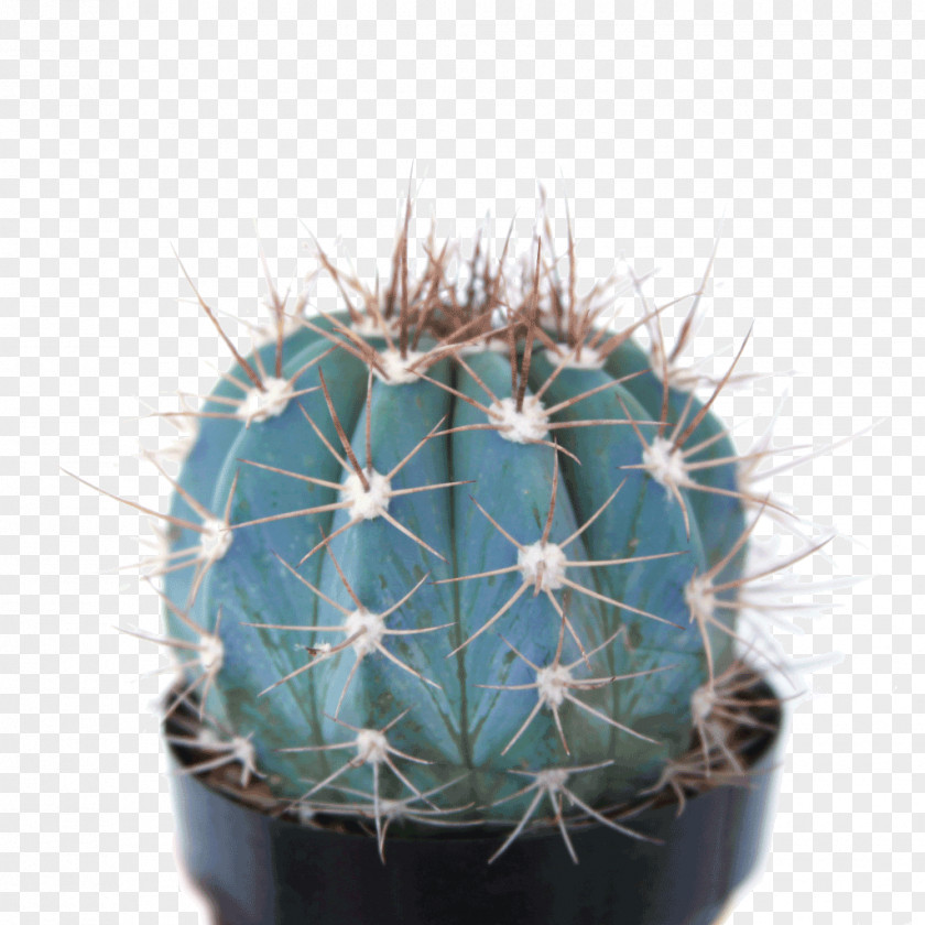 Plant Soil Cactaceae Clay Melocactus Azureus PNG