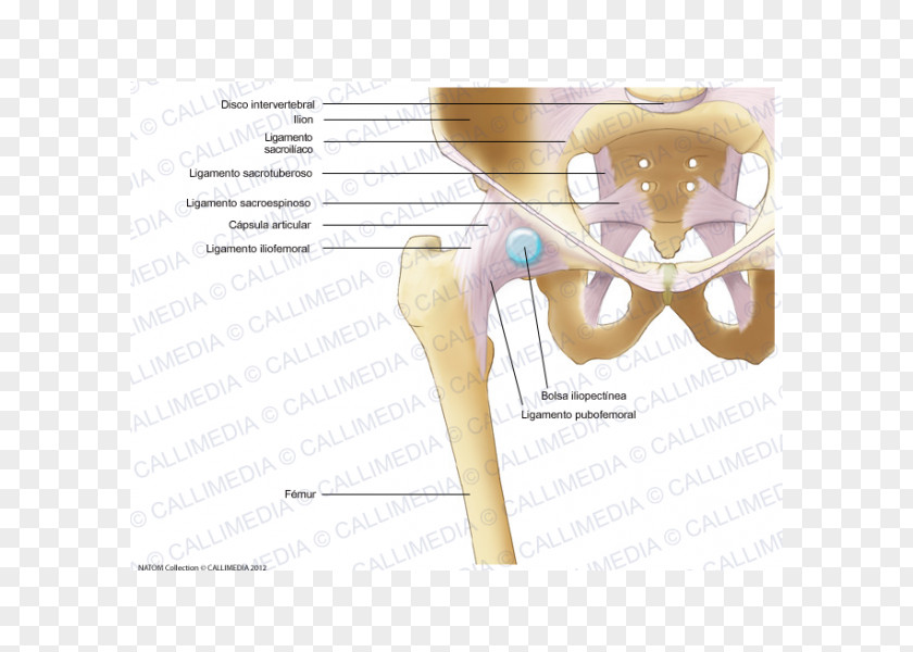 Skeleton Iliopectineal Line Thumb Hip Bone Human PNG