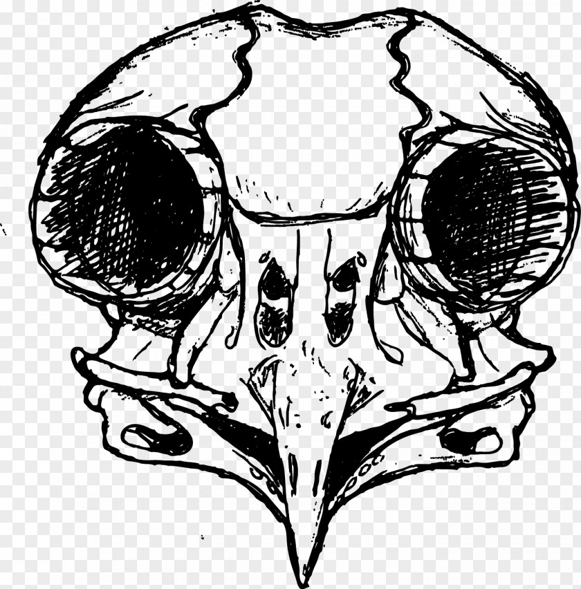 Skull Visual Arts Line Art Sketch PNG