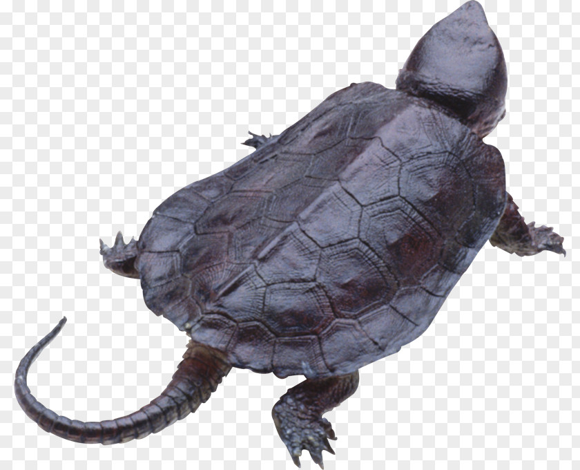 Utah Teapot Turtle Shell Sea PNG