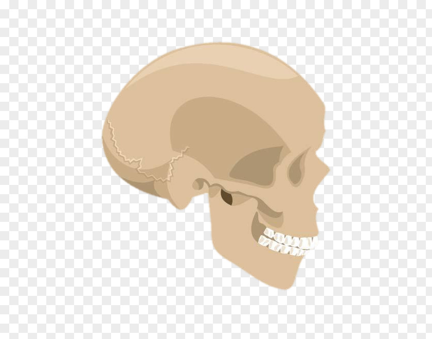 Yellow Skull Euclidean Vector Skeleton PNG