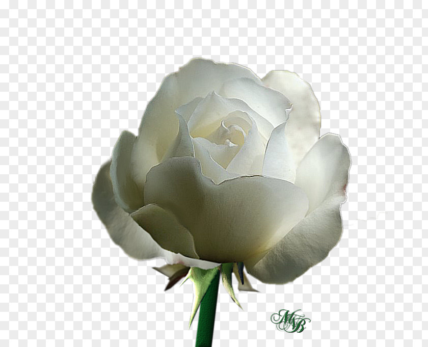 Roser Garden Roses Cabbage Rose Floribunda White Cut Flowers PNG