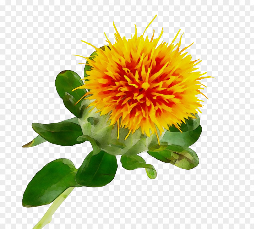 Wildflower Herbaceous Plant Flower Yellow Safflower Petal PNG