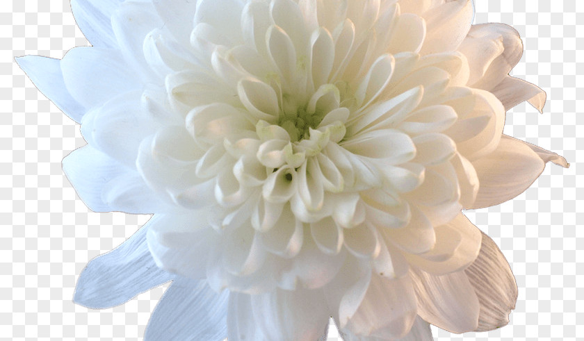 Flowers Aestheticism Cut White Petal Flower Bouquet PNG