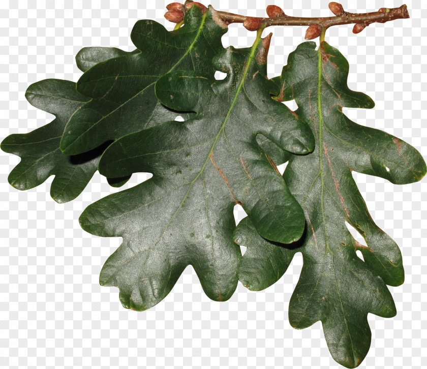 Leaf Oak Cluster Tree PNG