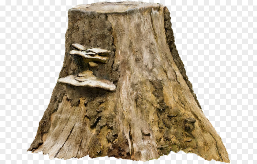 Old Tree Stump Photography Clip Art PNG