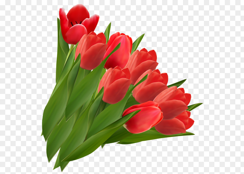 Tulip Bouquet Cliparts Flower Red Clip Art PNG