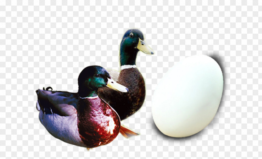 Dragon Boat Festival Ducks Mallard Salted Duck Egg Zongzi PNG