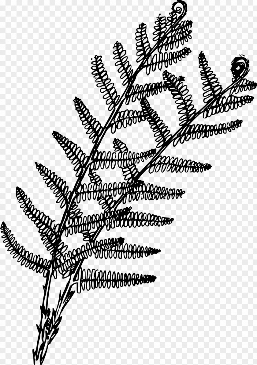 Ferns Fern Coloring Book Plant Drawing PNG